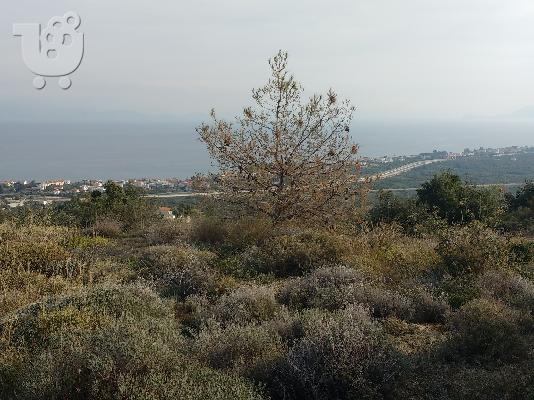 PoulaTo: Πωλείται οικόπεδο, περιοχή Γελινιατίκων Δήμου Ξυλοκάστρου